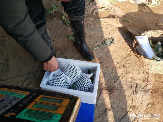 农产品电商,哪些平台入手快?