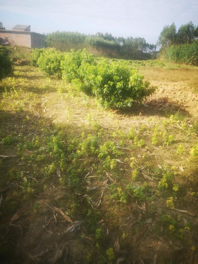 未来十年内会出现新的电商平台么?