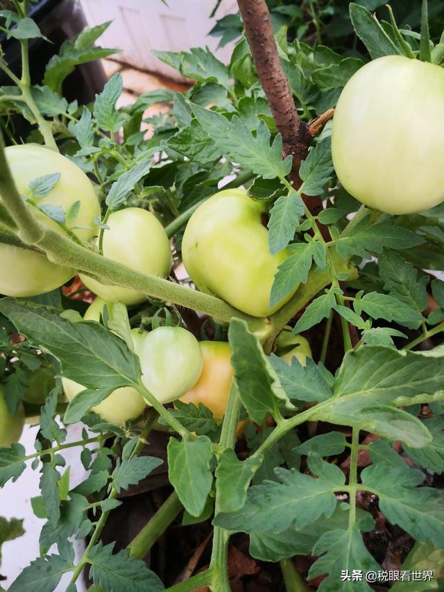 税务部门要求电商卖家为刷单行为补税，您对刷单骗消费者怎么看？