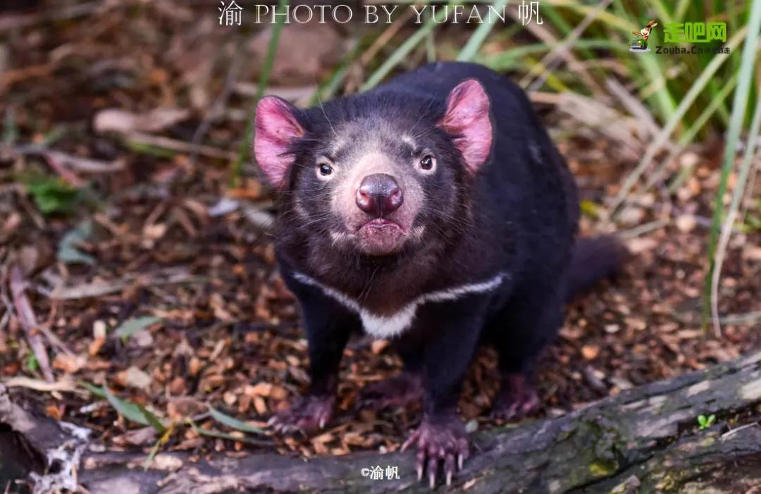 因为热爱,他选择了旅游自媒体,磨炼成全平台超5亿阅读量的达人