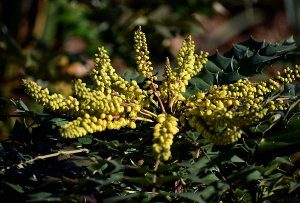 十大功劳:因“功劳多”而著称,请记住其特性,若遇到别随意破坏