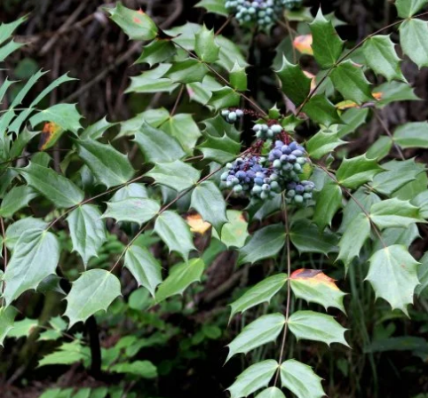 十大功劳:因“功劳多”而著称,请记住其特性,若遇到别随意破坏