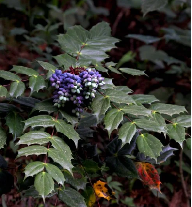 十大功劳:因“功劳多”而著称,请记住其特性,若遇到别随意破坏