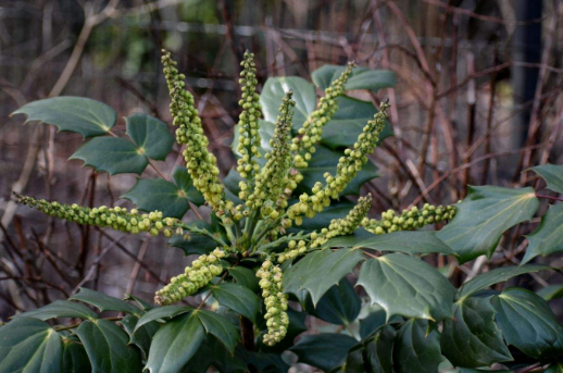 十大功劳:因“功劳多”而著称,请记住其特性,若遇到别随意破坏