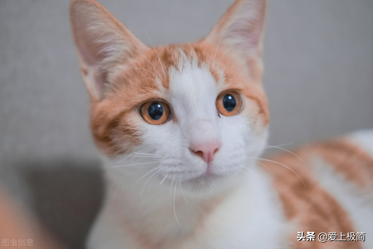 头条、百家号、大鱼号、企鹅号、网易号五大自媒体的体验与比较