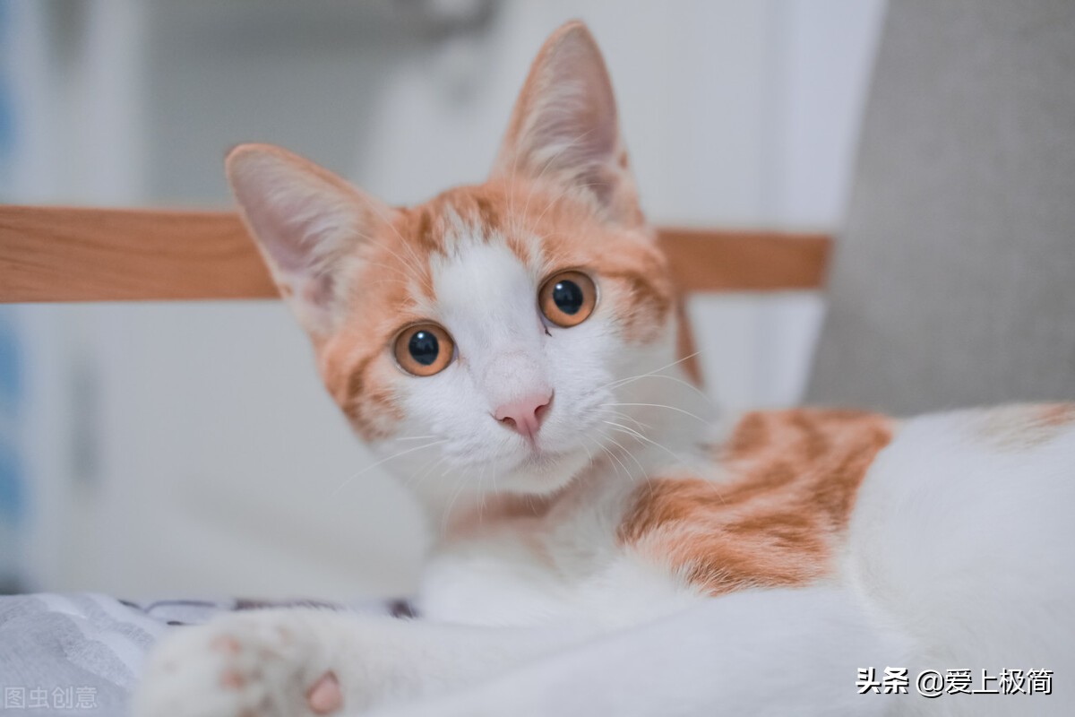 头条、百家号、大鱼号、企鹅号、网易号五大自媒体的体验与比较