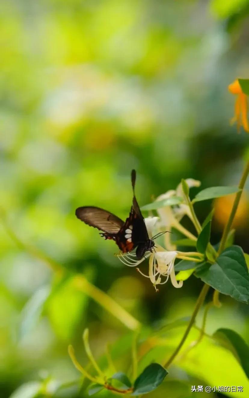 新手怎么运营自媒体