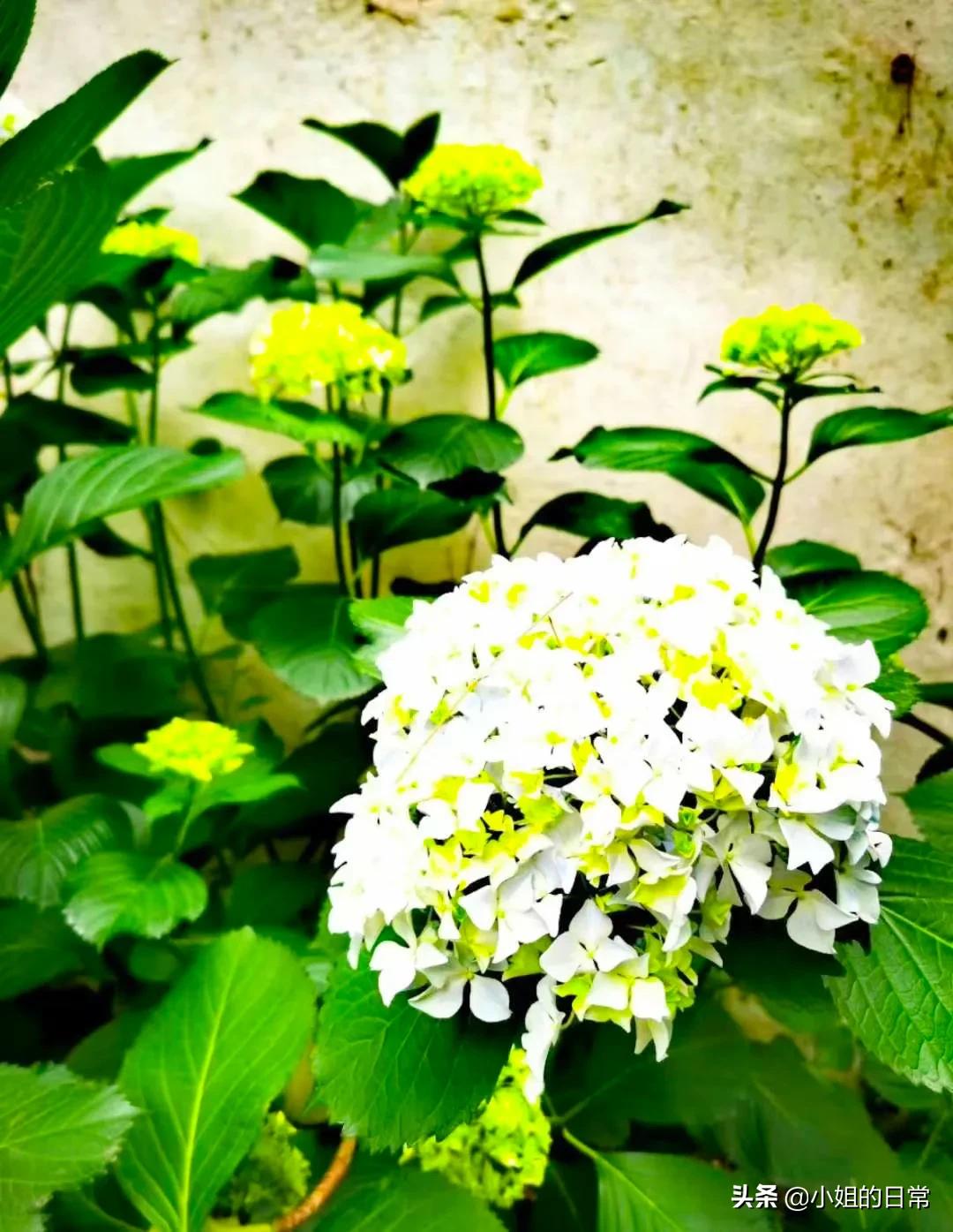 新手怎么运营自媒体