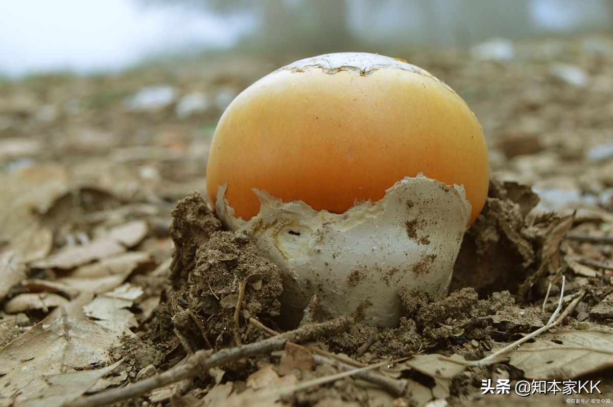 自媒体在中西部有潜力吗?三组大数据分析,暴露巨大市场