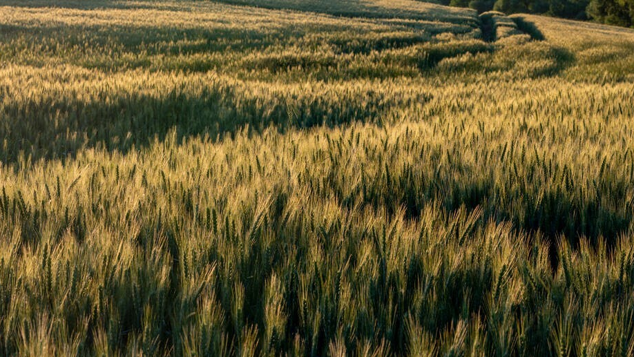 自媒体新手怎么运营?这4种方法一定对你有用