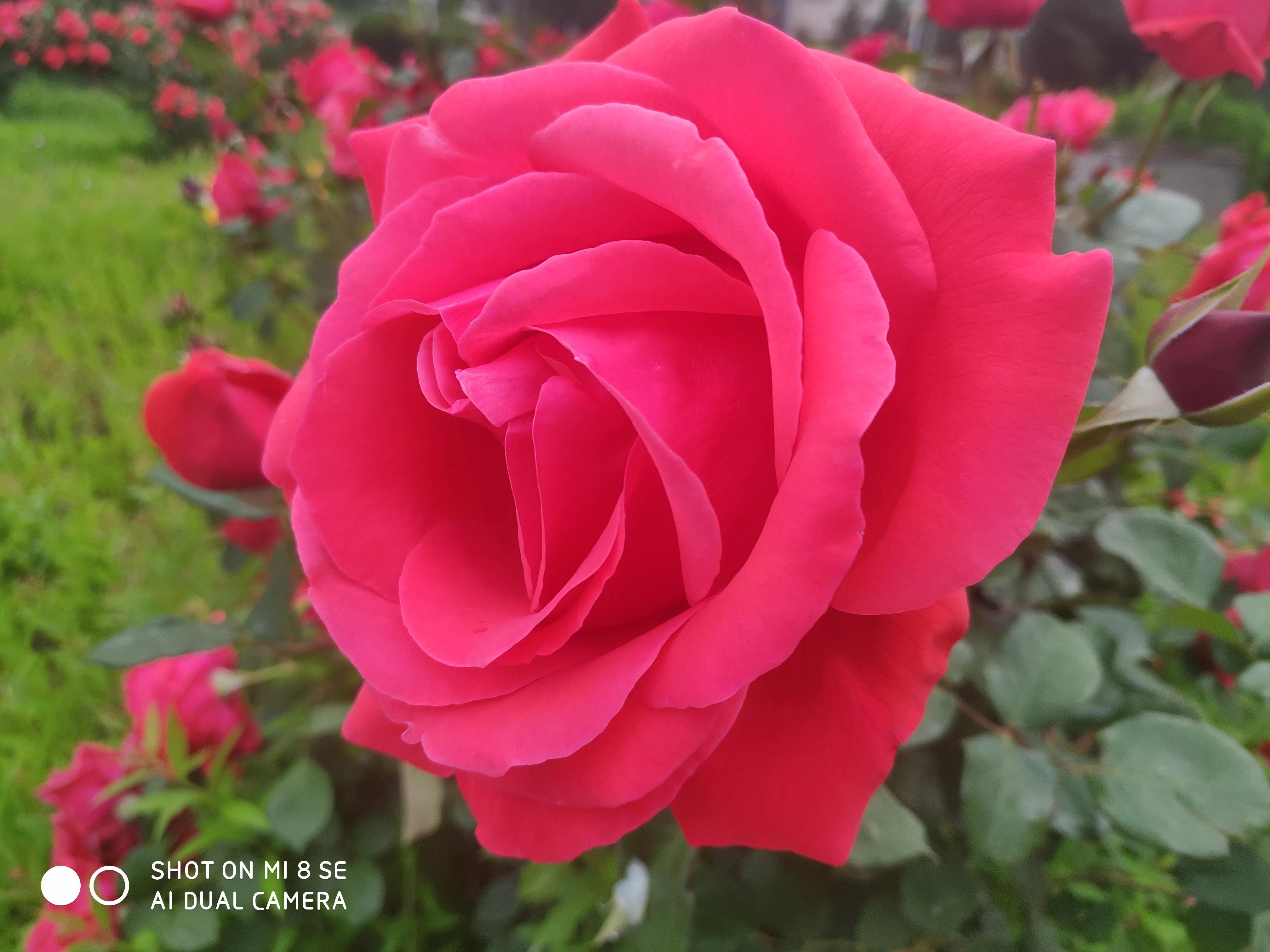 新手小白如何在短视频行业中生存赚钱？并做到年薪百万