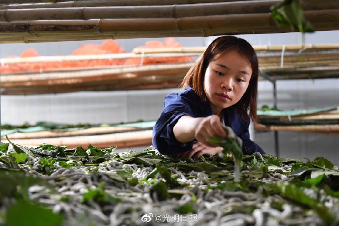 蚕宝宝带来的好生活