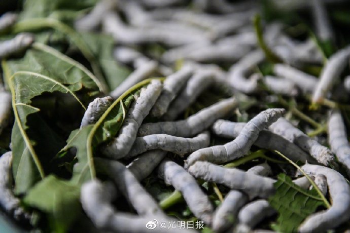 蚕宝宝带来的好生活