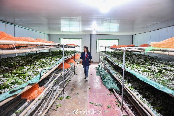 蚕宝宝带来的好生活