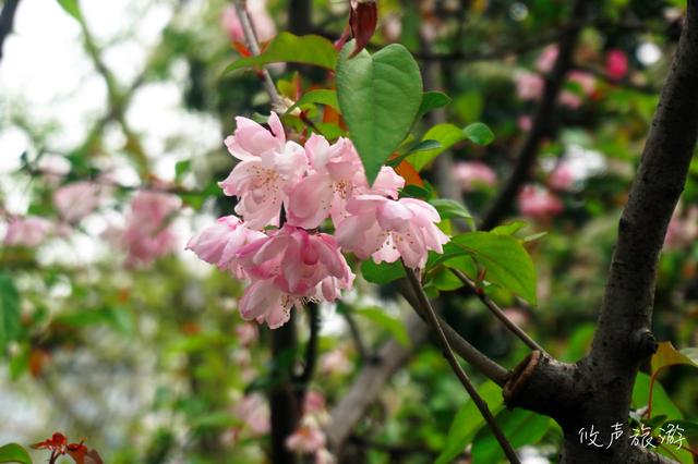 加入头条2个月，和大家谈谈做旅游自媒体的经验、感想和受益