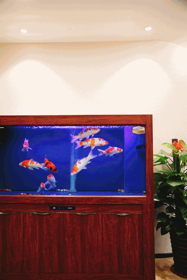 企鹅大战老干妈，哈哈哈，继续搬砖吧