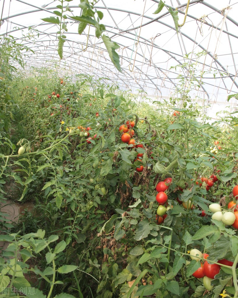 疫情期间，挣钱难，农村有很多挣钱项目，一般人都想不到