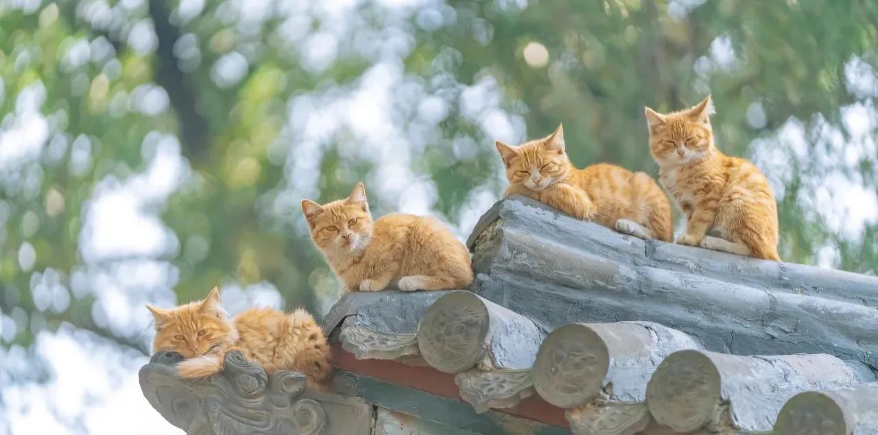 自媒体专用术语