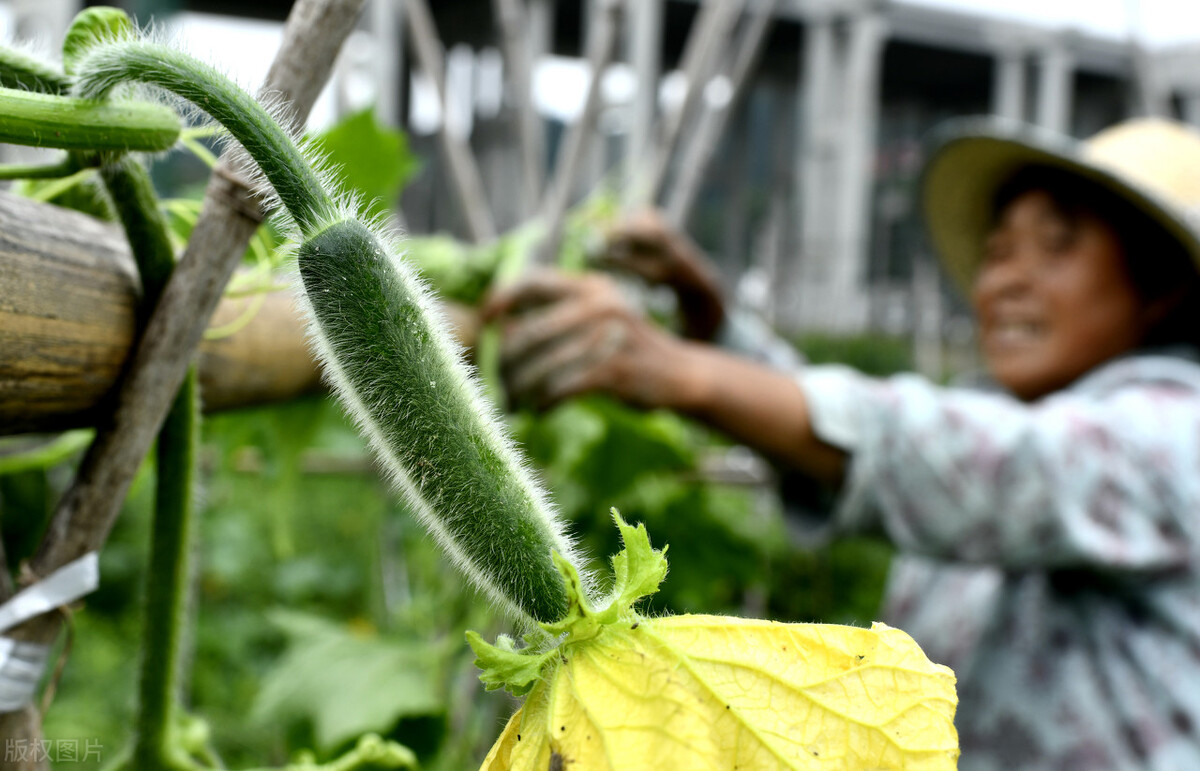 做三农类自媒体3种运营策略，让你成为当地的创业明星