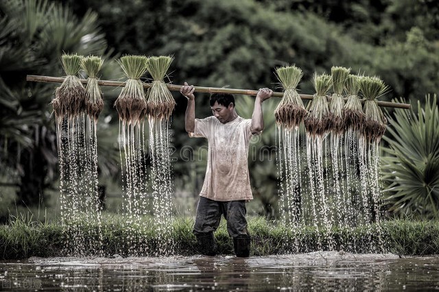 做三农类自媒体3种运营策略，让你成为当地的创业明星