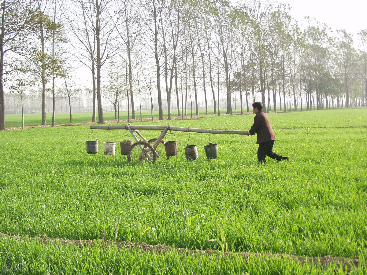 做三农类自媒体3种运营策略,让你成为当地的创业明星