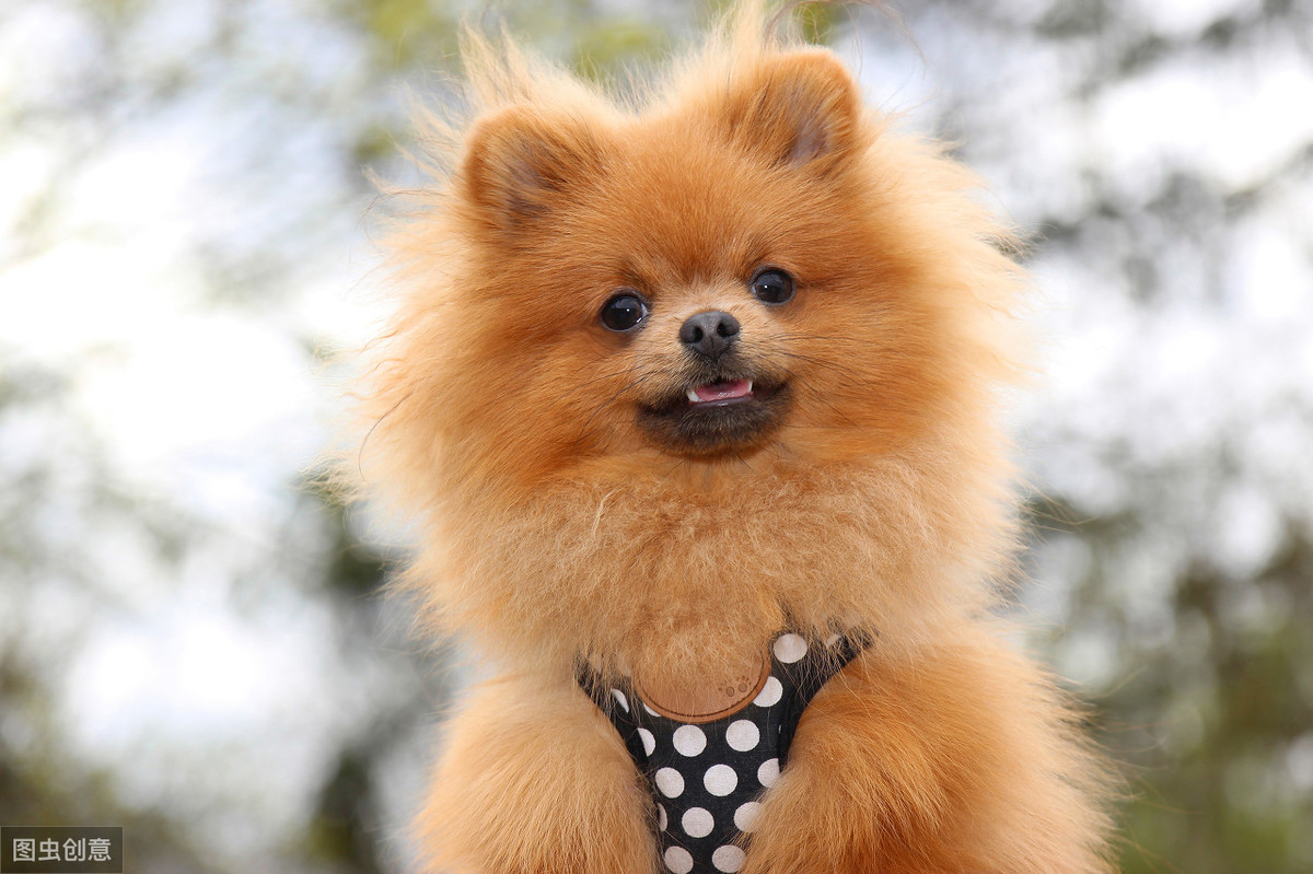 自媒体利器:头条“灵犬反低俗”小助手初体验