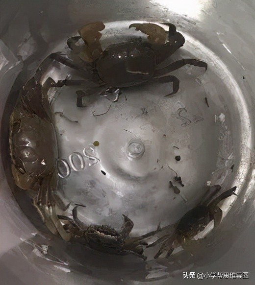 优秀作文 :《国宝大熊猫》《夏日趣事--抓螃蟹》《外婆的礼物》