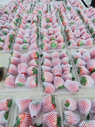 电商爆款丹东草莓造假