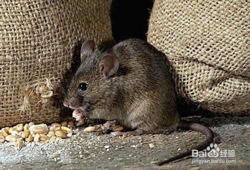 老鼠怎么灭
