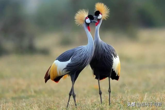 奇葩是什么