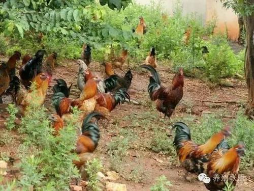 养殖什么好养又赚钱