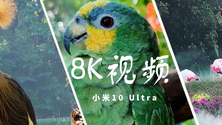 8k短视频