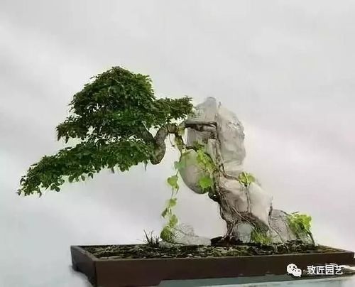 抱石盆景制作视频