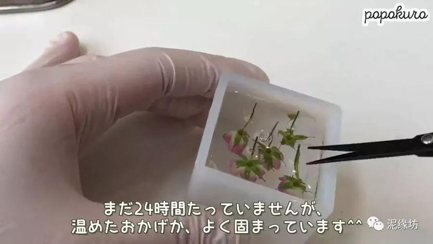 标本制作视频
