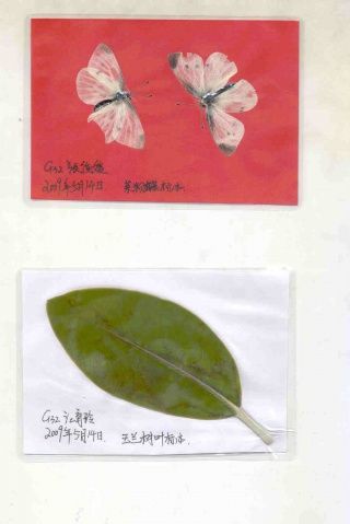 标本制作视频教程