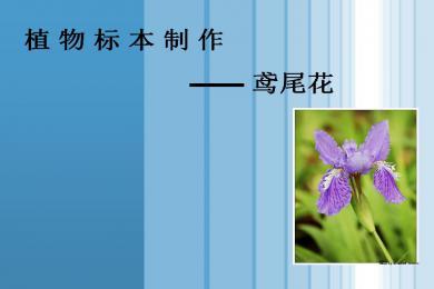 标本制作视频教程
