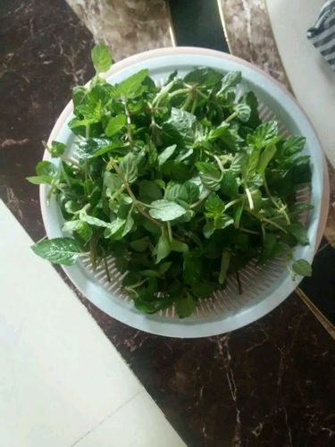 高州凉粉草的做法视频