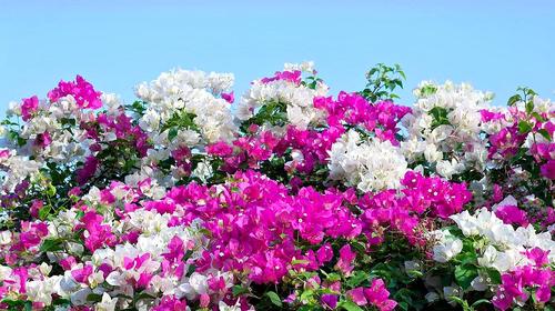 花友短视频