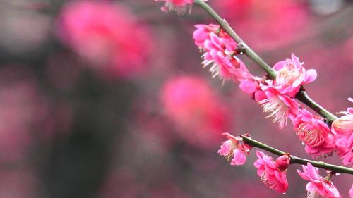 梅花的短视频