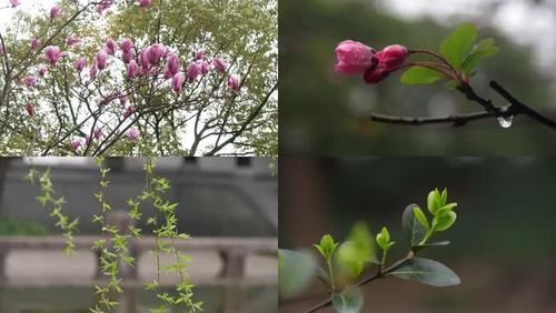 美丽景色短视频