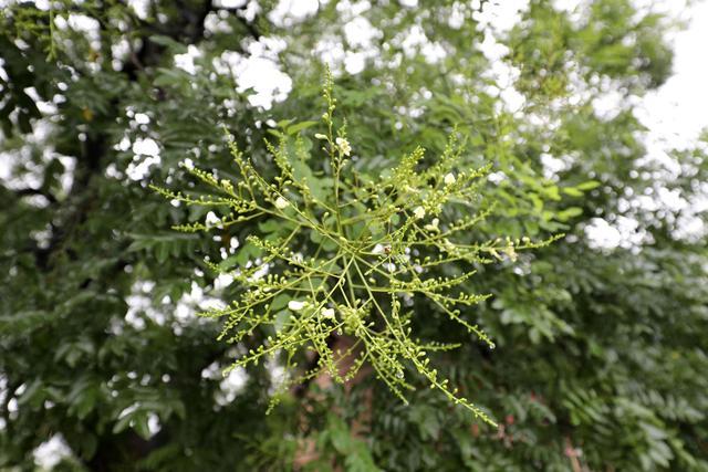 大槐树电商盈利模式 大槐树电商盈利模式