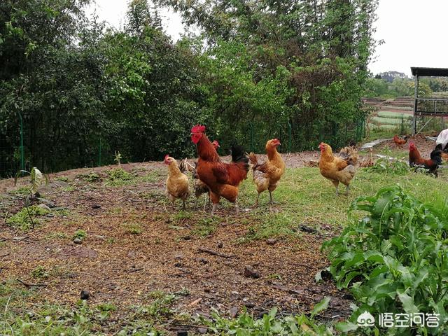 想问一下土鸡做电商怎么去保存运送？