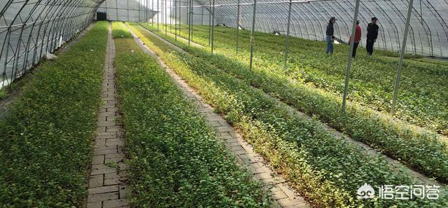 内容电商时代水果种植基地如何拓展销路?