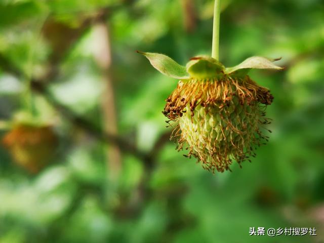 农村电商的现状和发展困难在哪里？