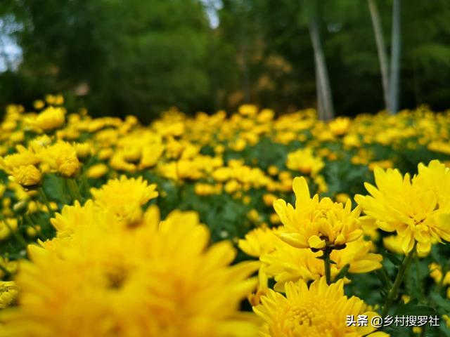 农村电商的现状和发展困难在哪里？