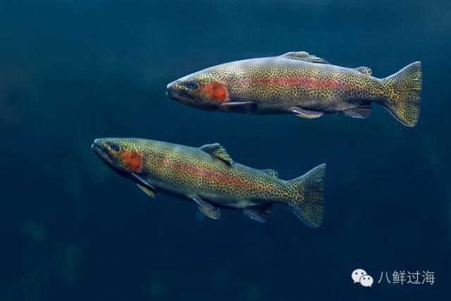 淡水三文鱼和海水三文鱼怎么辨别？