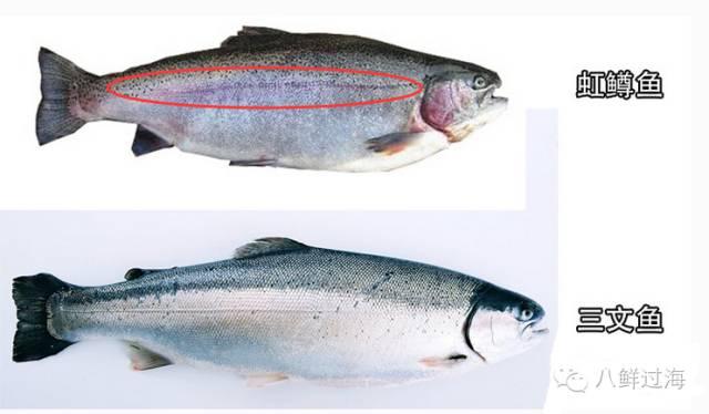 淡水三文鱼和海水三文鱼怎么辨别？