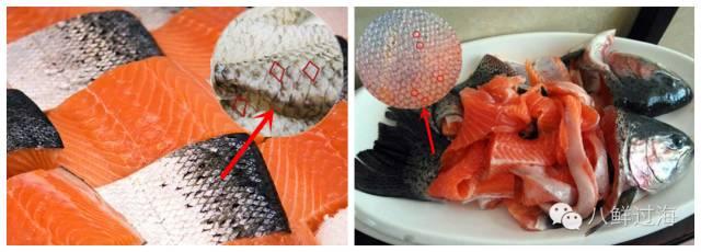 淡水三文鱼和海水三文鱼怎么辨别？