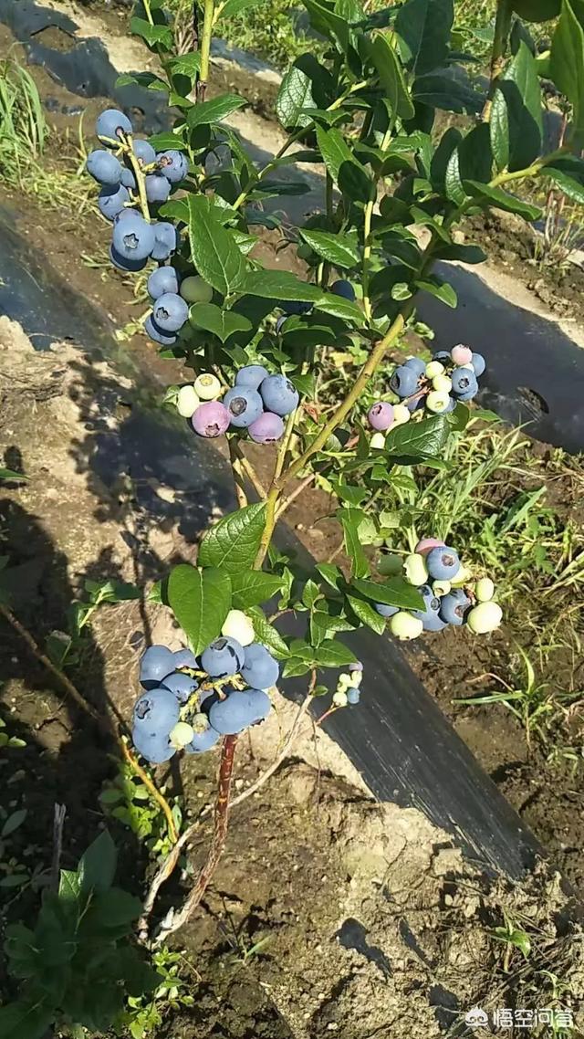 水果批发商怎么做电商？