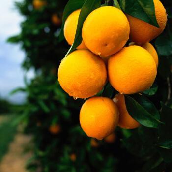 现在橙子大量上市,在线上平台怎么卖的快?